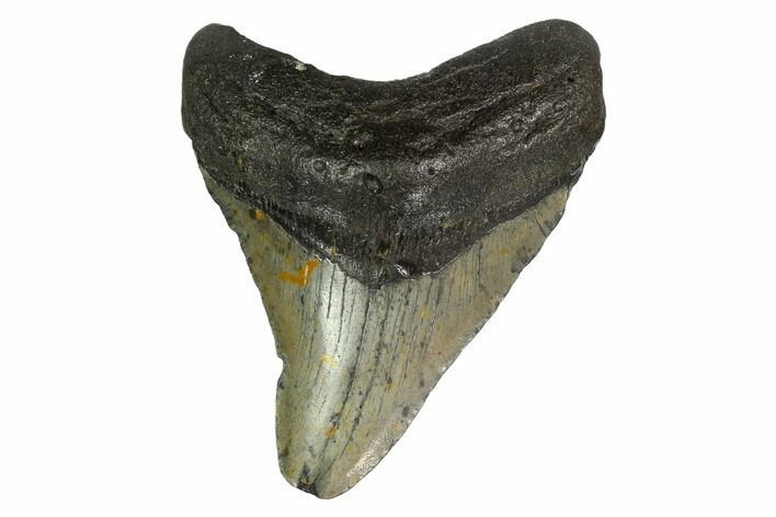 Bargain, Fossil Megalodon Tooth - North Carolina #145424